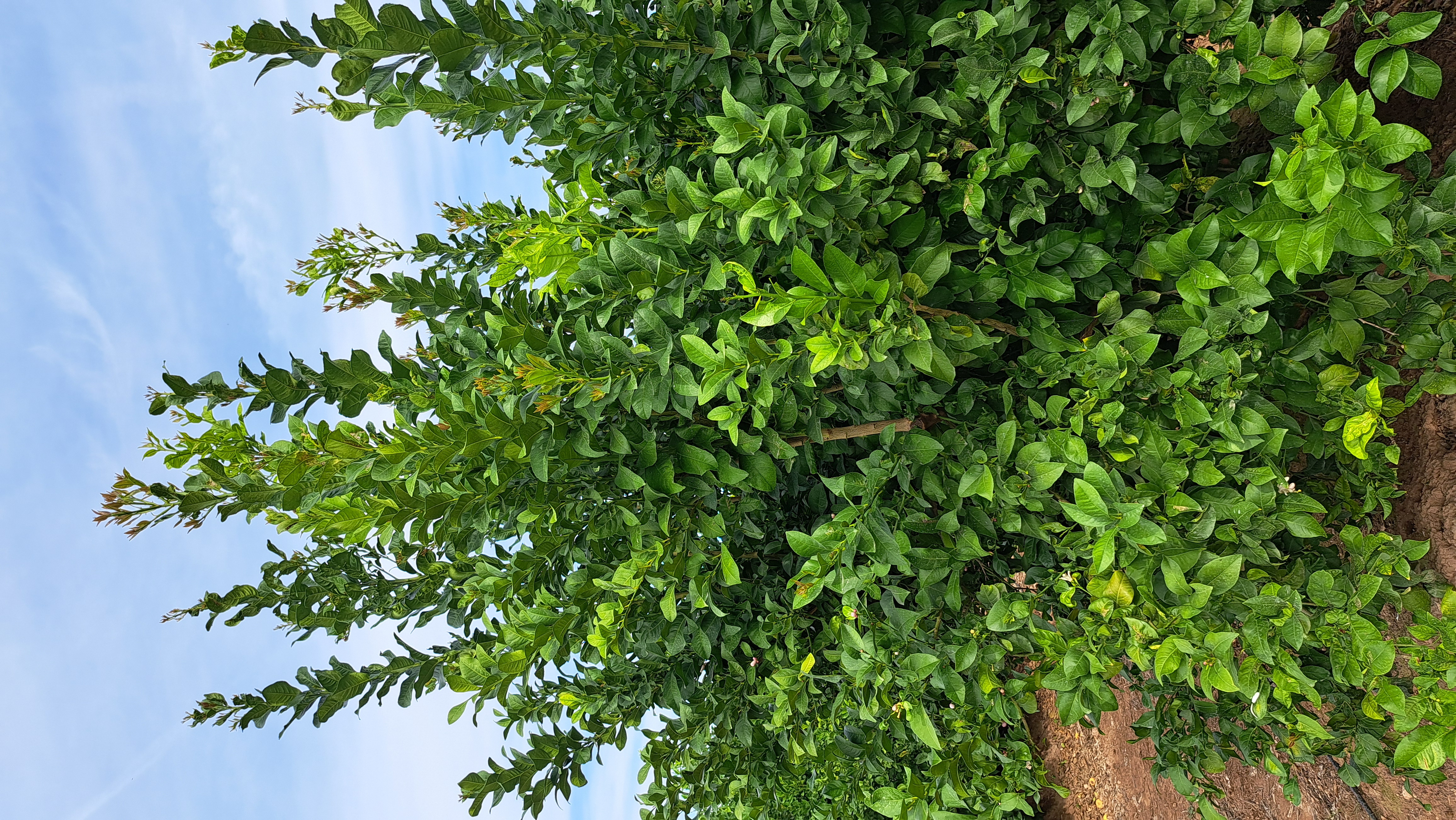 Cultivo de limon