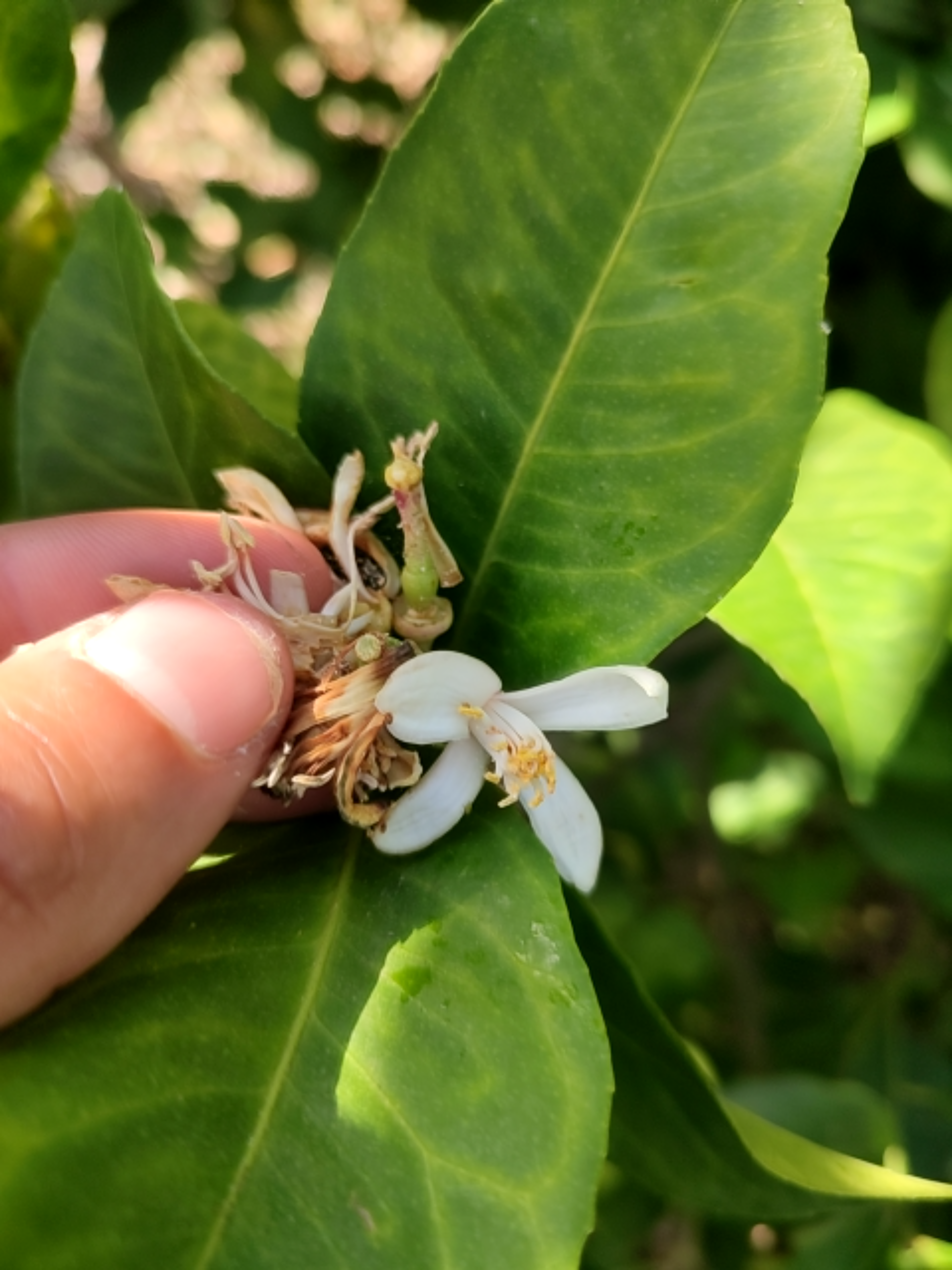 Prays en flor