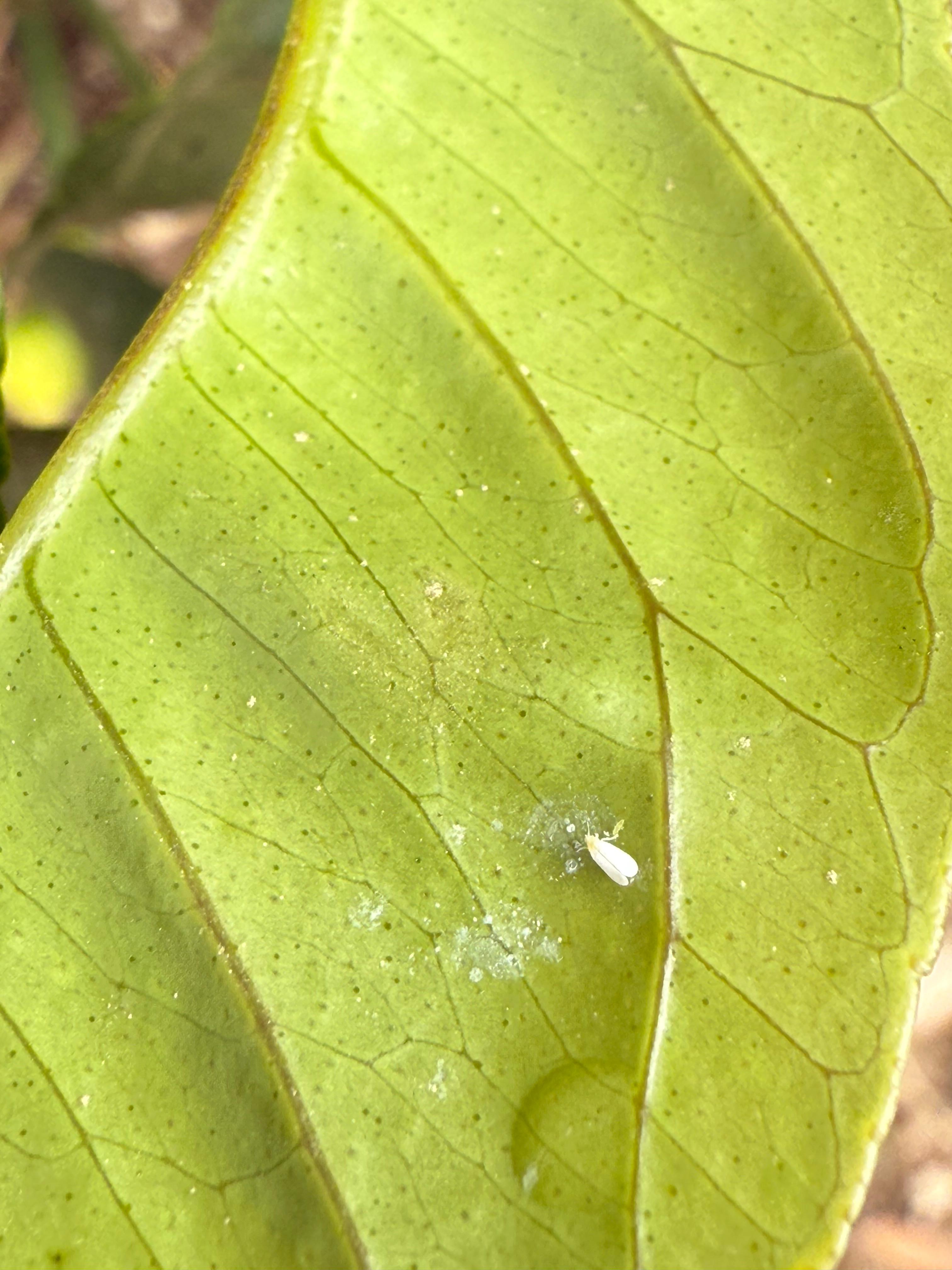 Mosca blanca en envés de una hoja