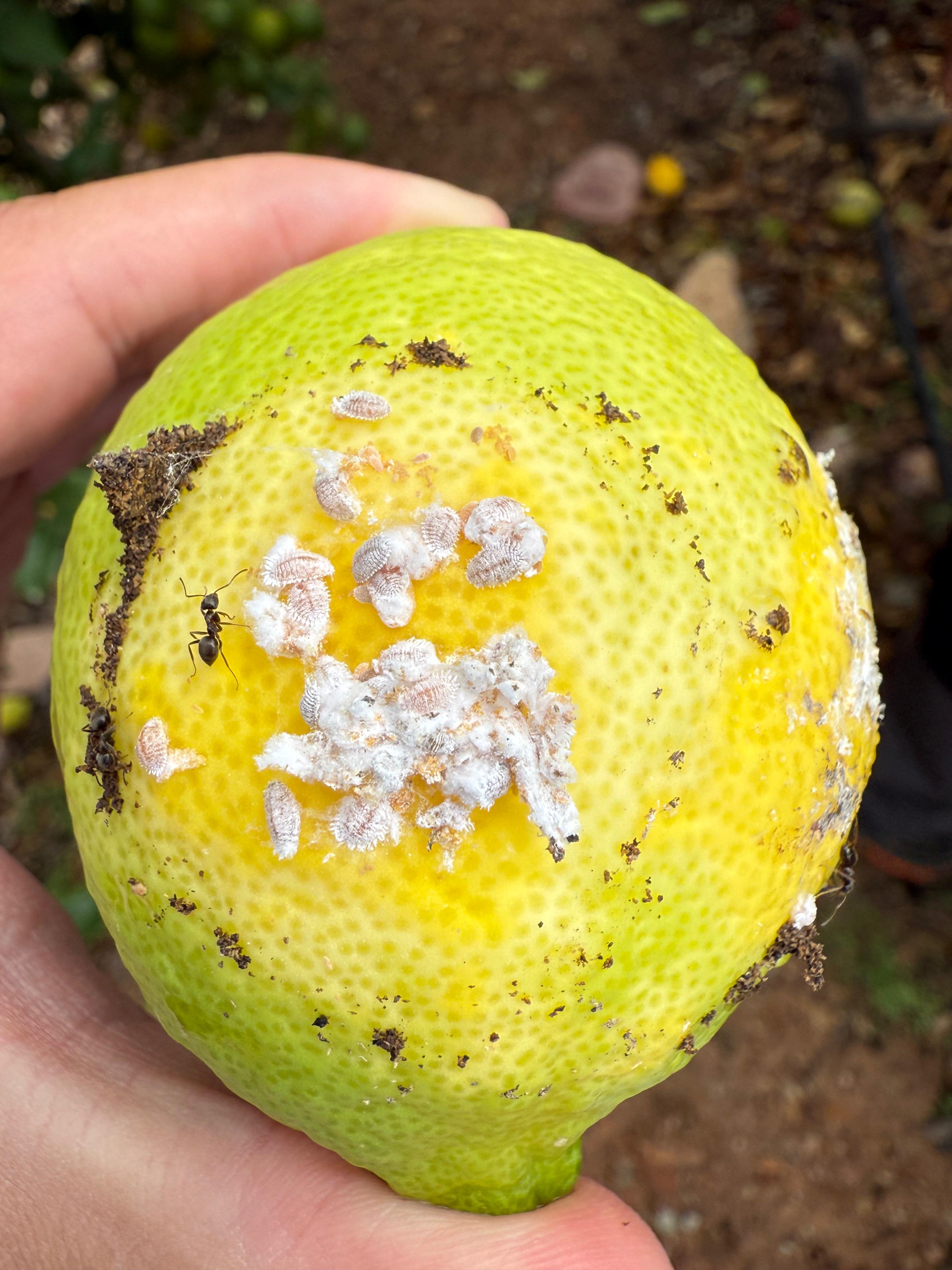 Cotonet en fruto