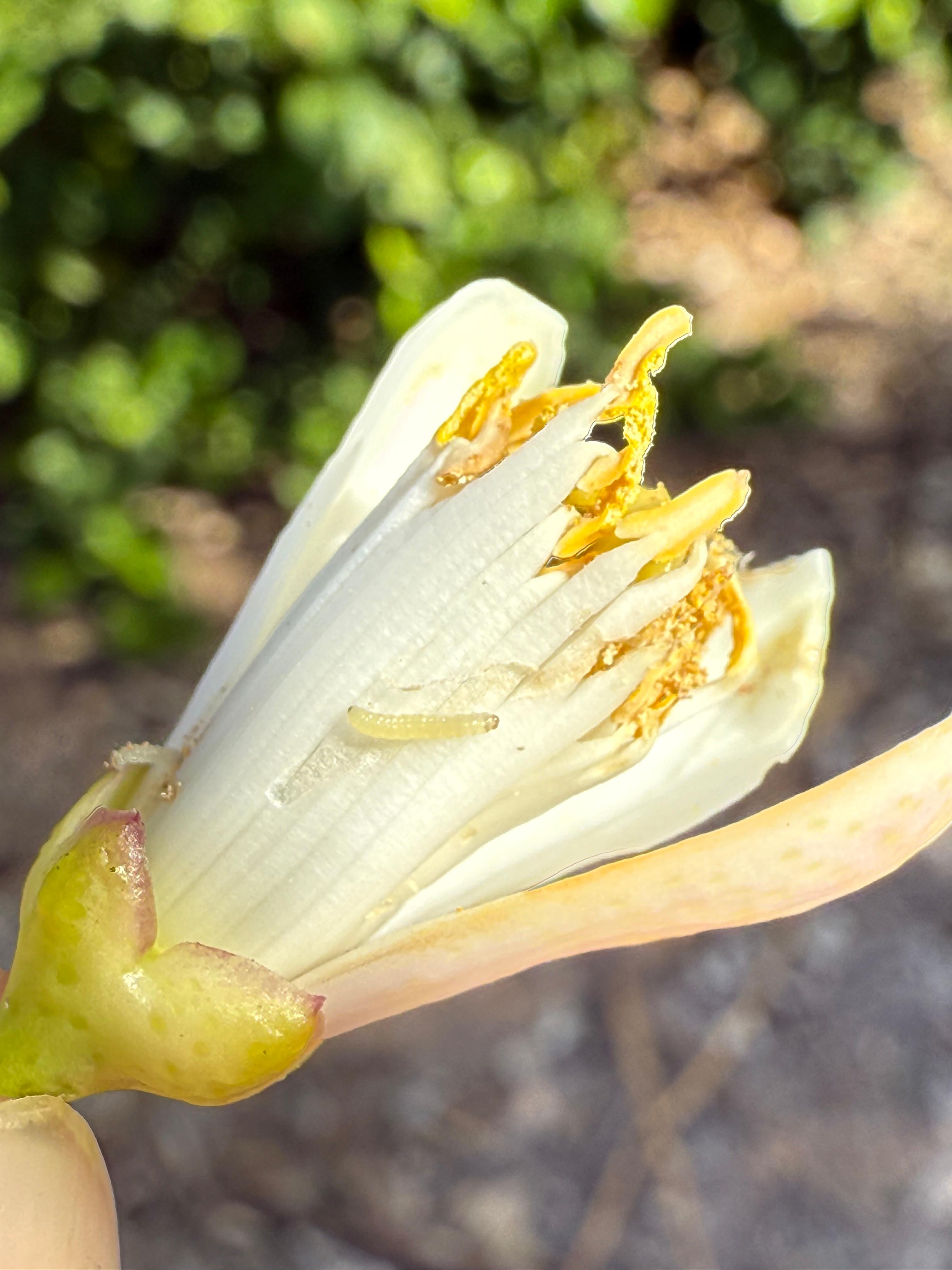 Larva de Prays en flor