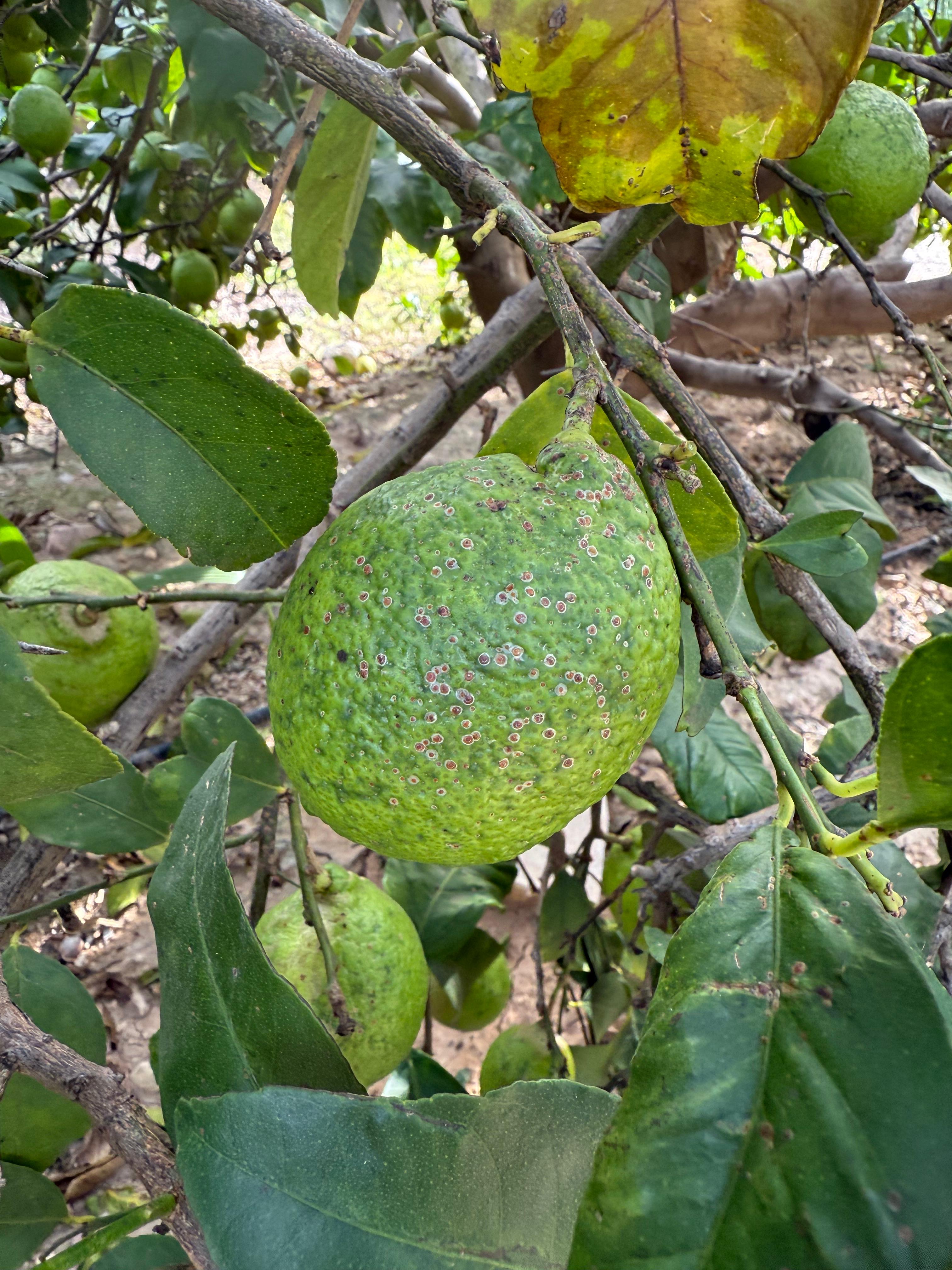 Escudos de piojo rojo en fruto