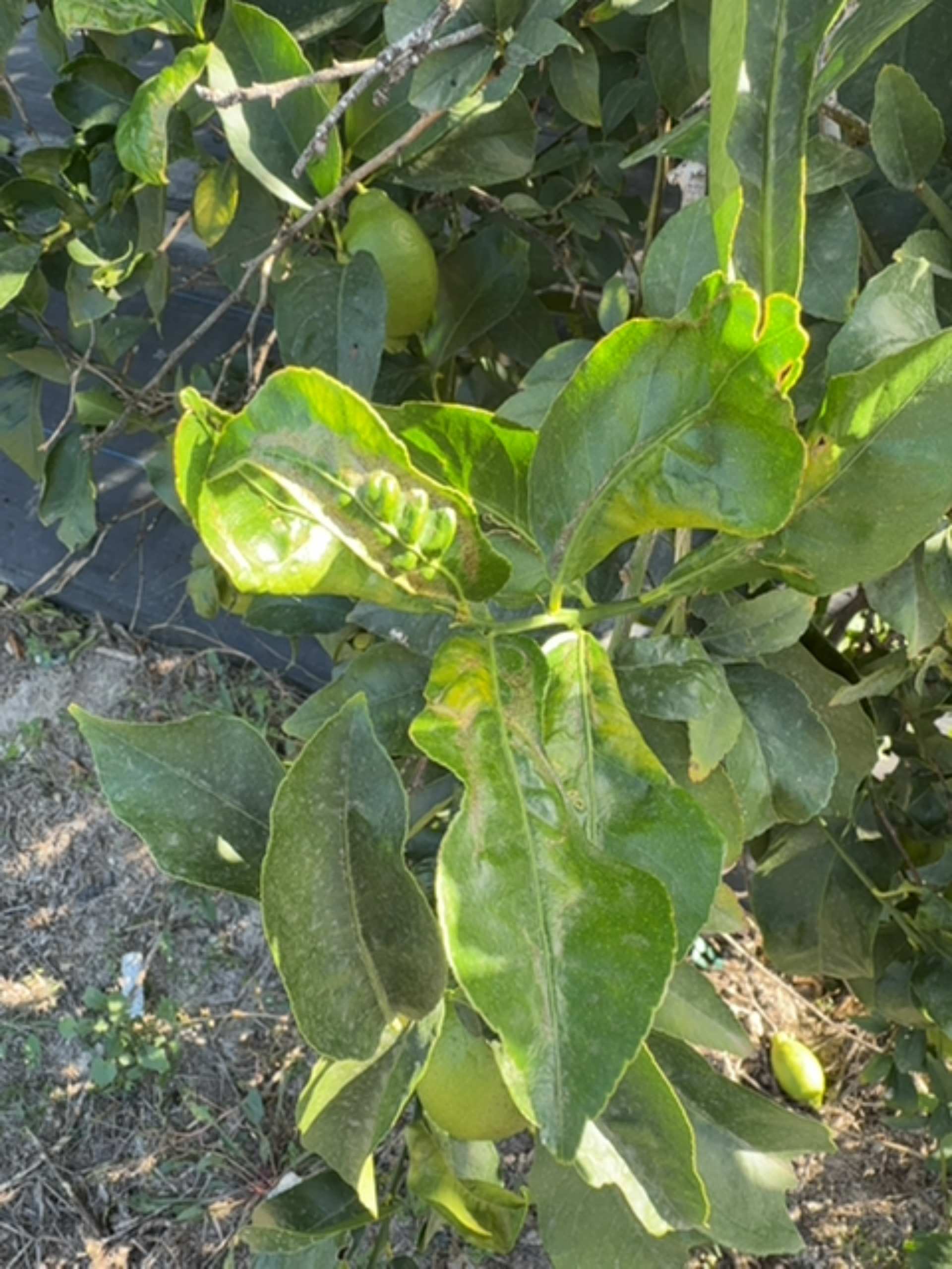 Daños en hoja por Scirtothrips spp.