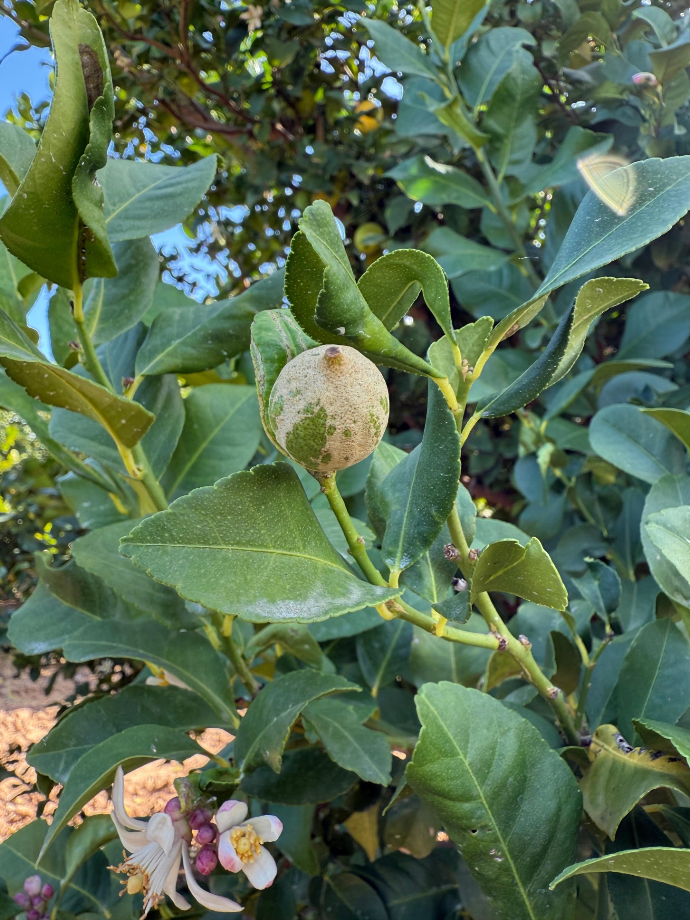Daño severo en fruto por Scirtothrips spp.