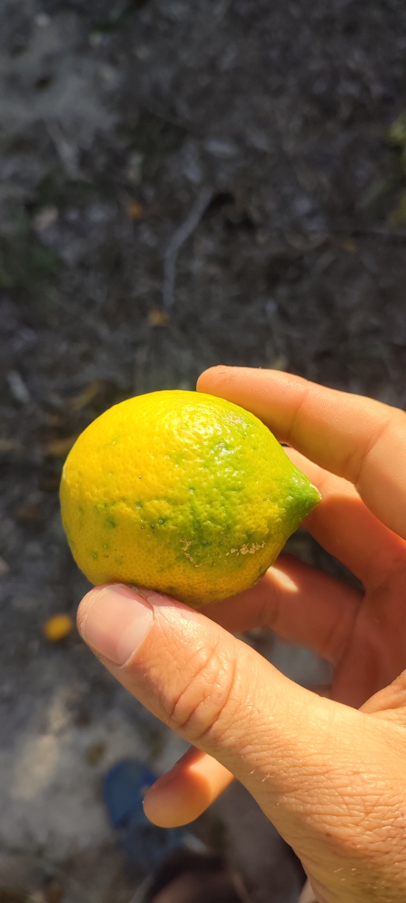 Fruto que presenta escudos tanto de piojo rojo de california como de piojo blanco