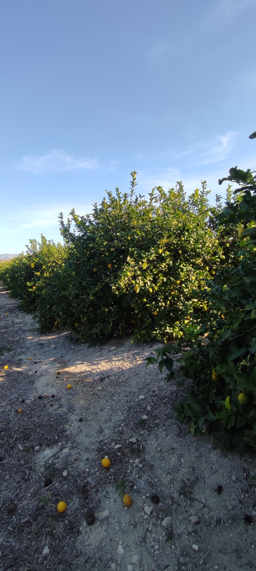 Image without description