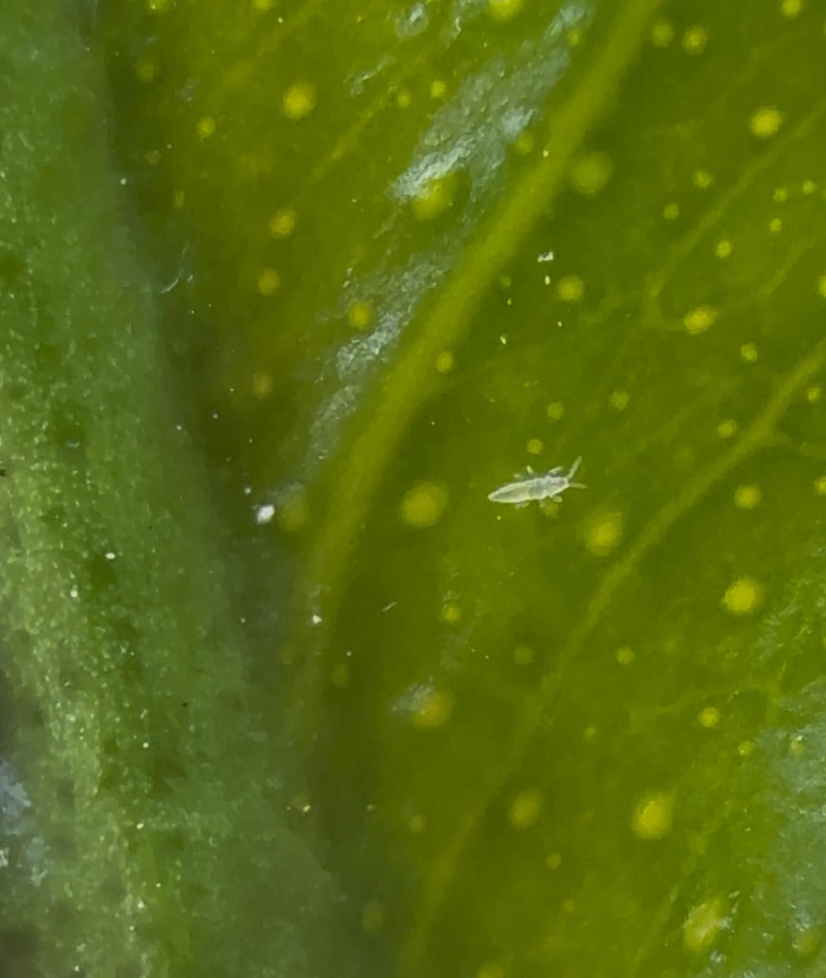 Ninfa de segundo estadío de Scirtothrips spp.