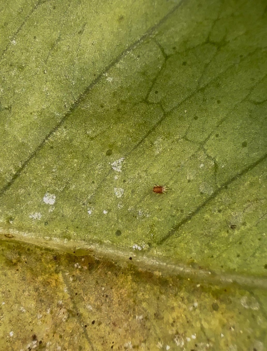 Araña roja (Tetranychus urticae)