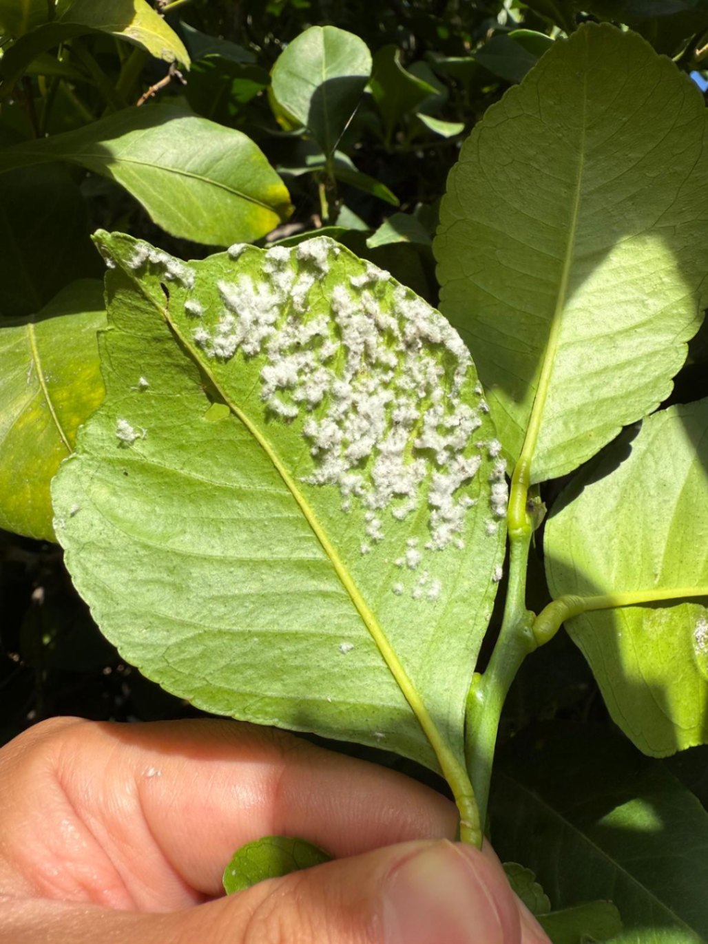 Infestación de mosca blanca algodonosa (Aleurothrixus floccosus)