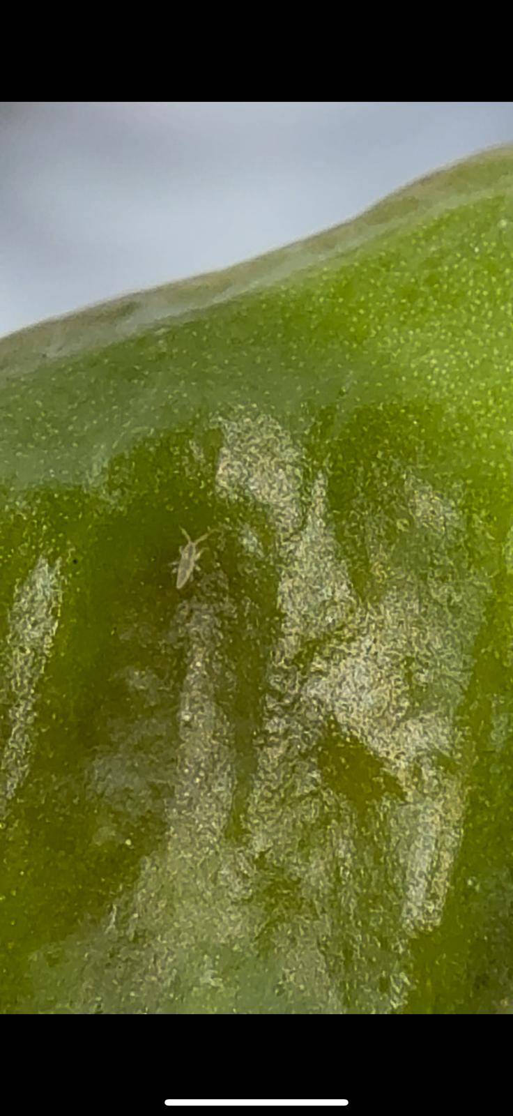 Ninfa de primer estadío de Scirtothrips spp.
