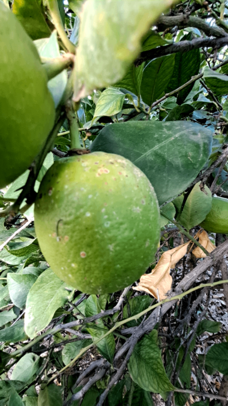 Fruto con piojo rojo