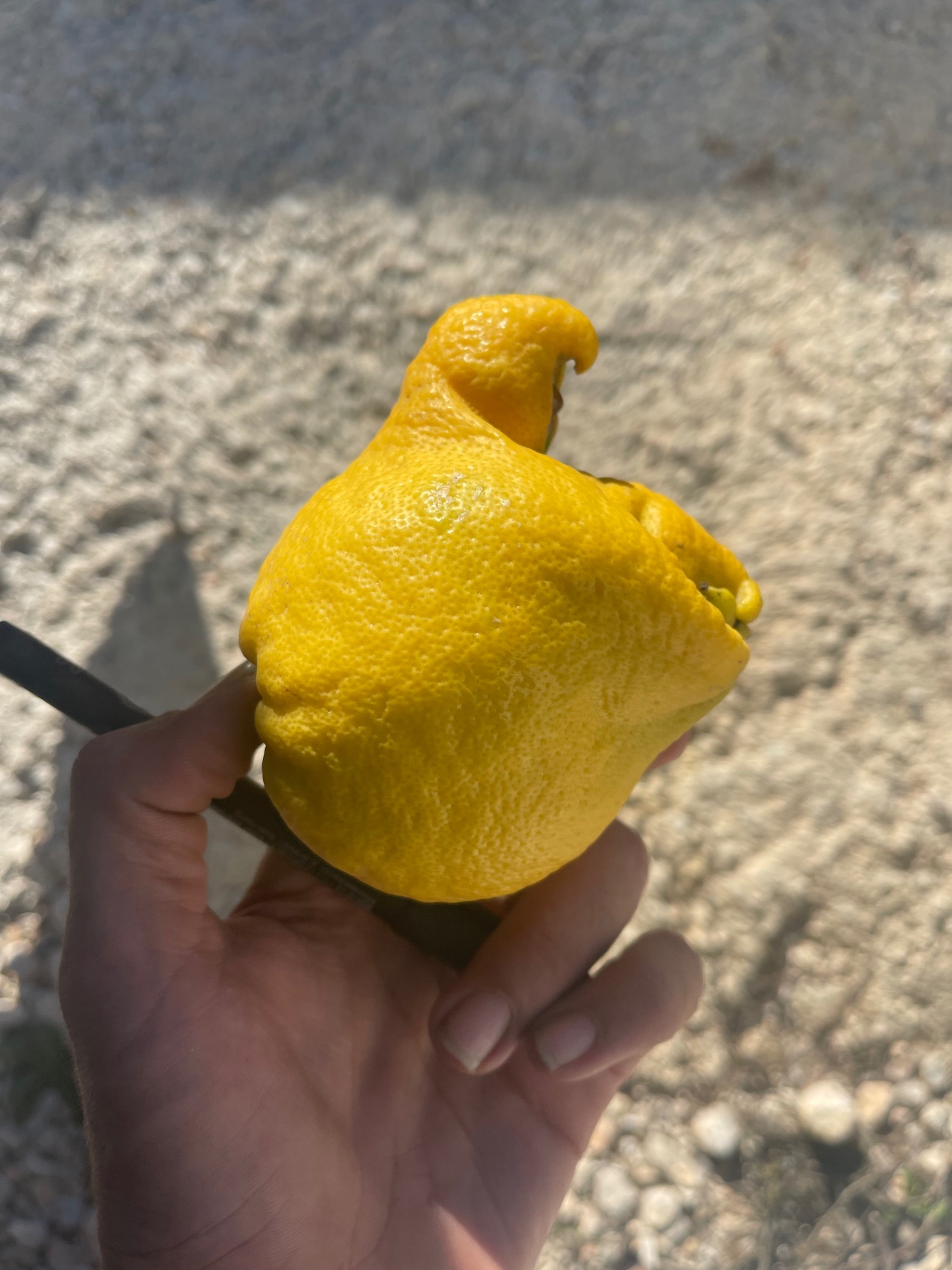 Image without description