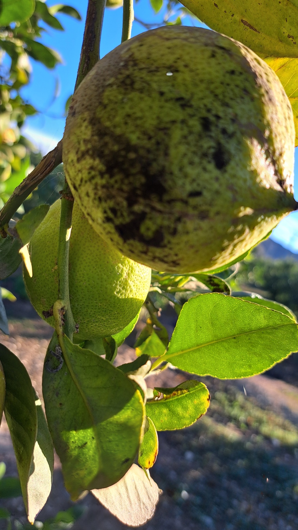 Fruto con negrilla causada por mosca blanca