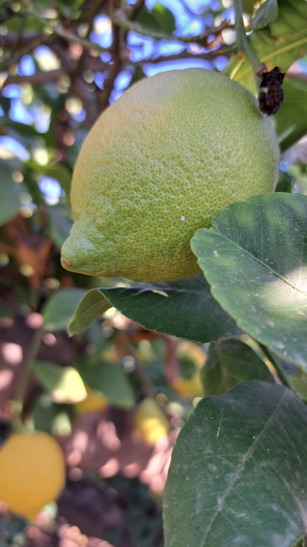 Fruto con piojo blanco