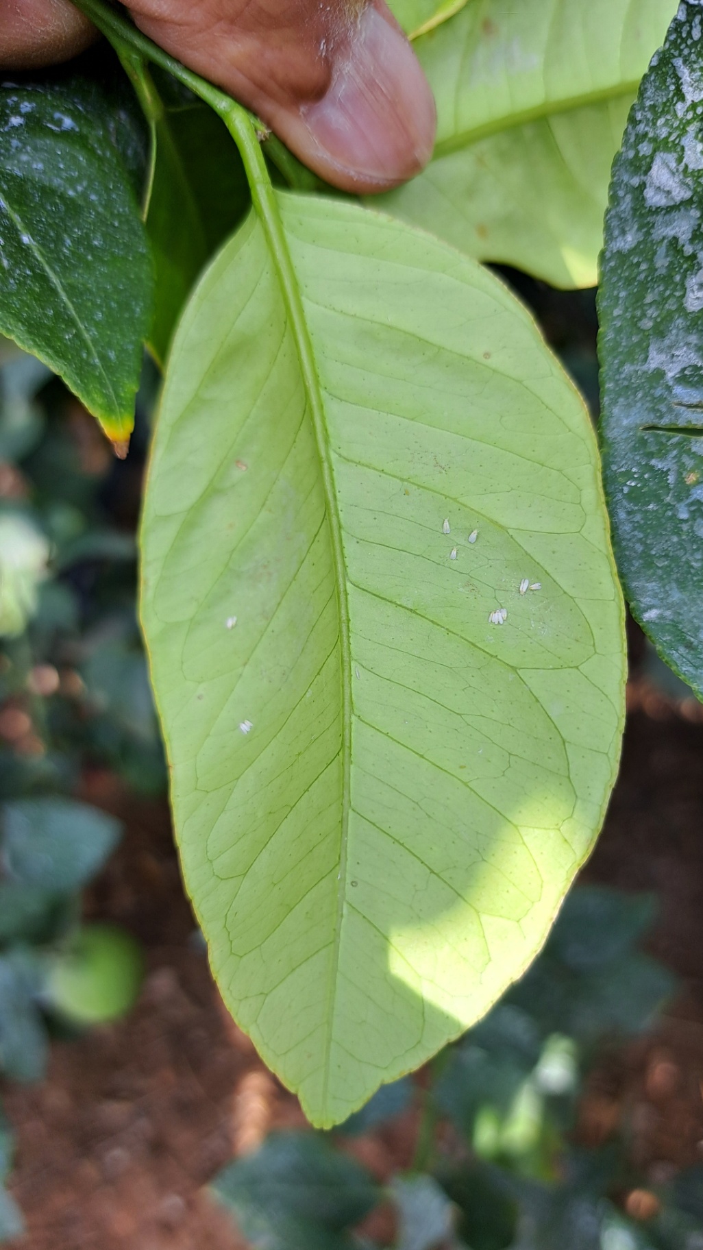 Varias moscas blancas en hoja