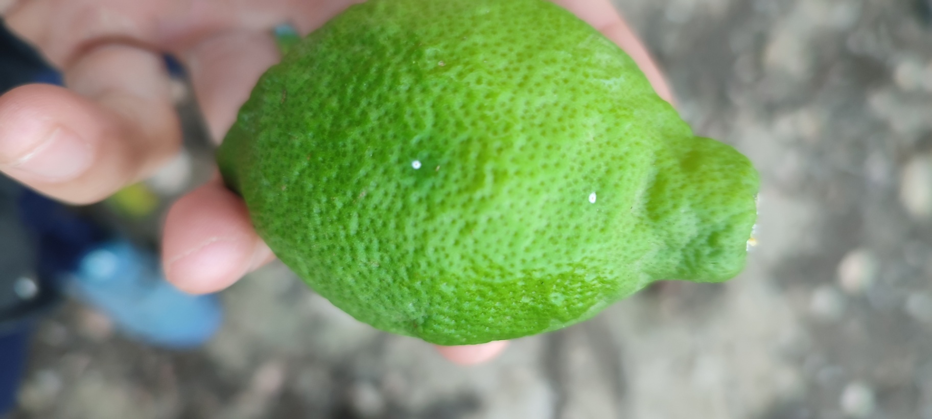 Image without description