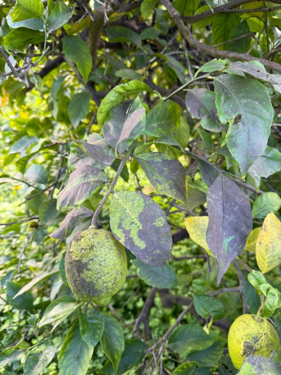 Hojas y limón afectadas por negrilla producida por Cochinilla algodonosa.