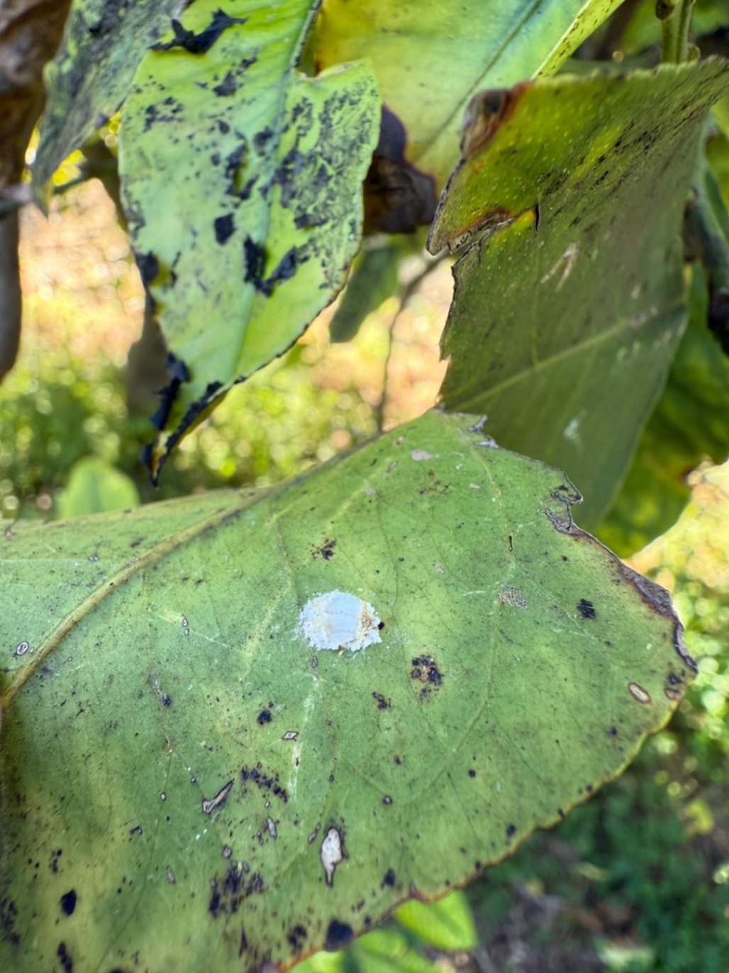Hembra adulta de Pulvinaria polygonata con el ovisaco para colocación de huevos totalmente formada.