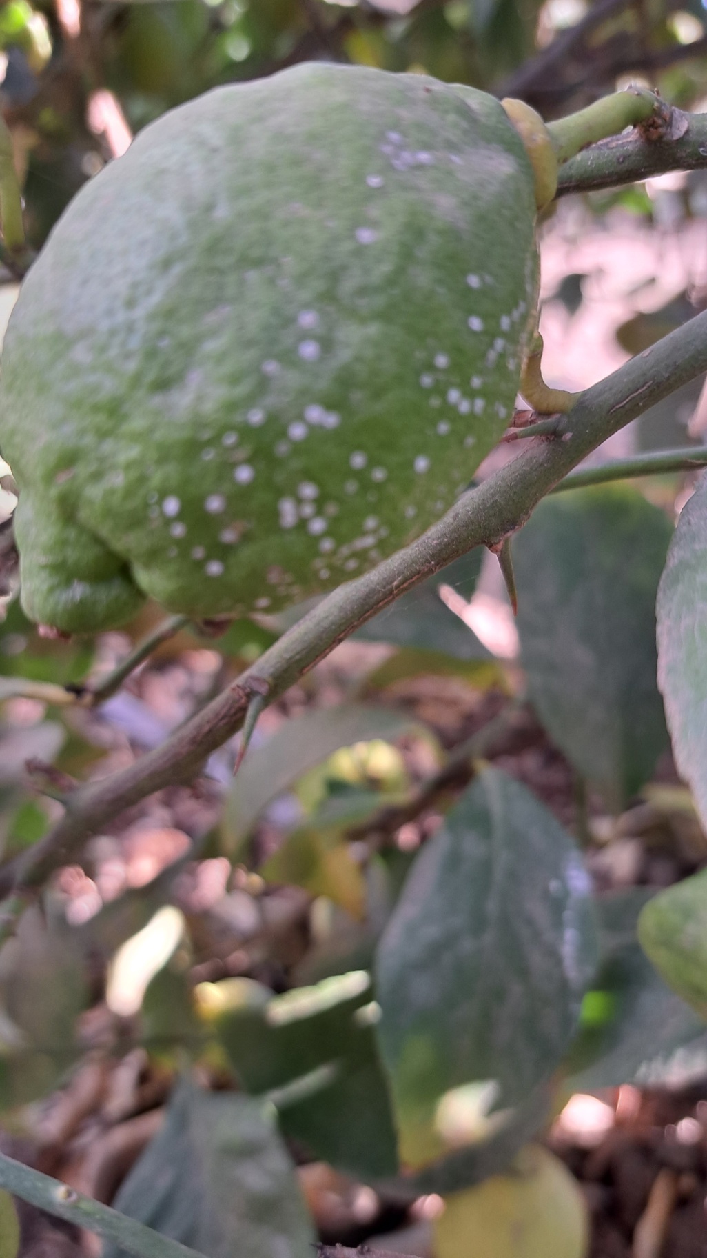Fruto limonero von piojo blanco