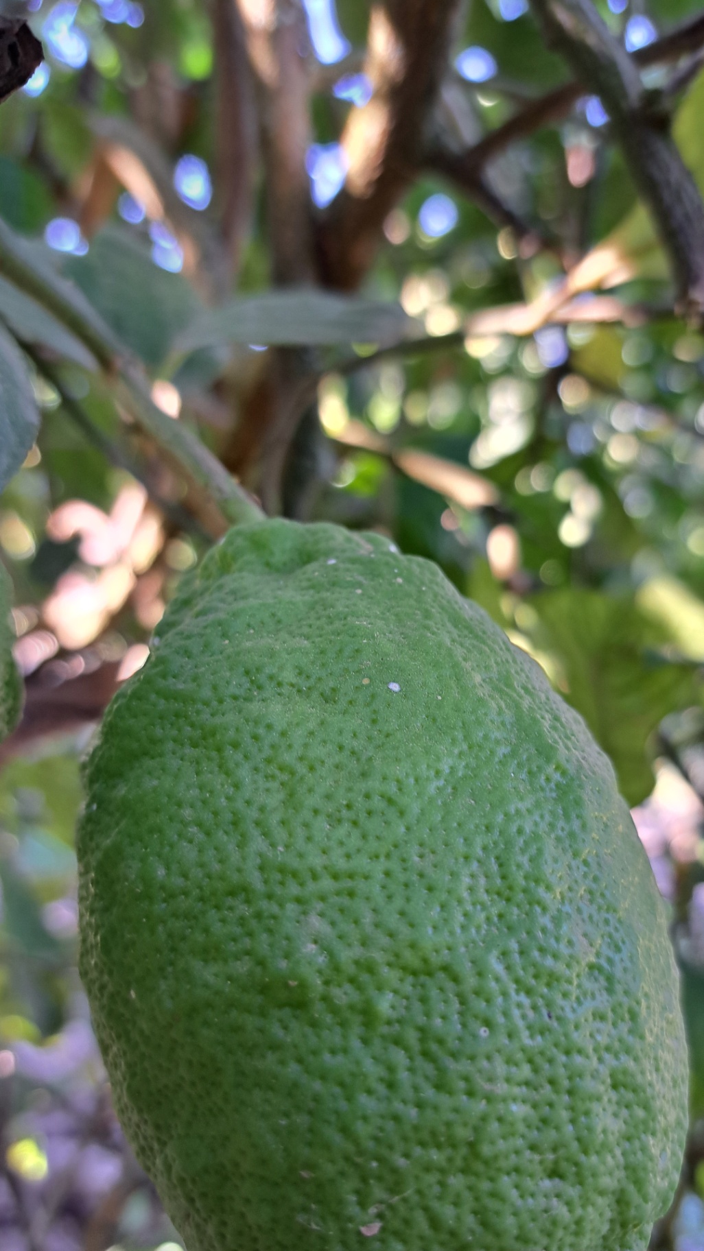 Fruto con piojo blanco