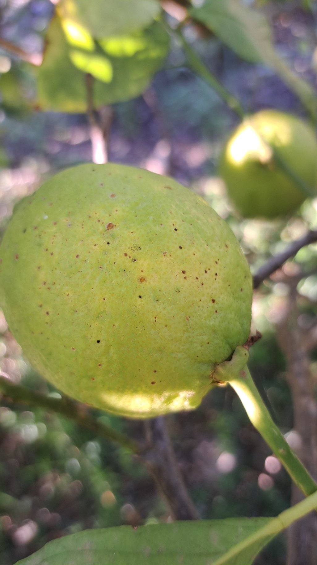 Fruto infectado de piojo rojo