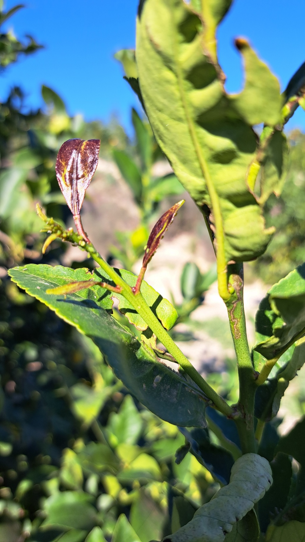 Brotes con pulgón