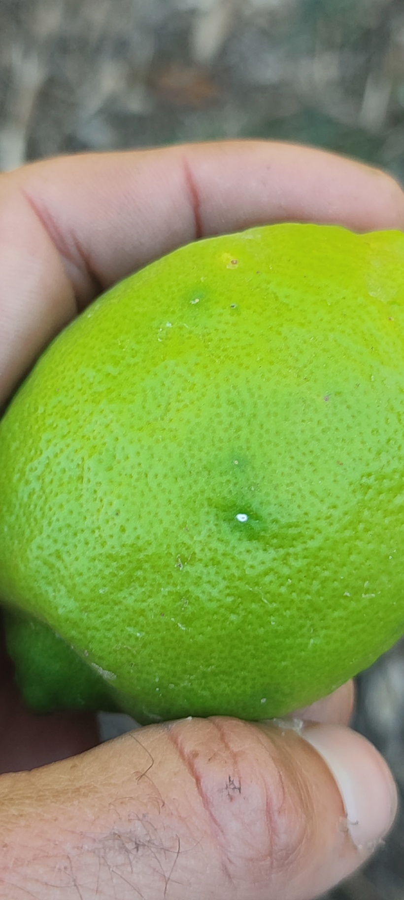 Image without description