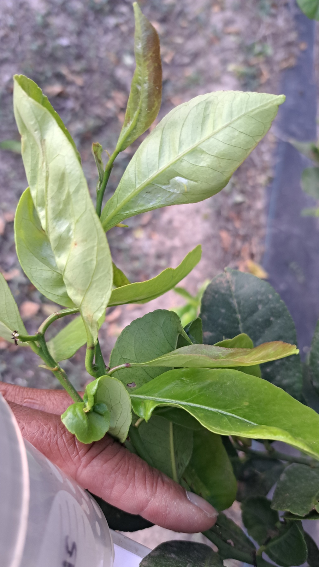 Hoja con minador