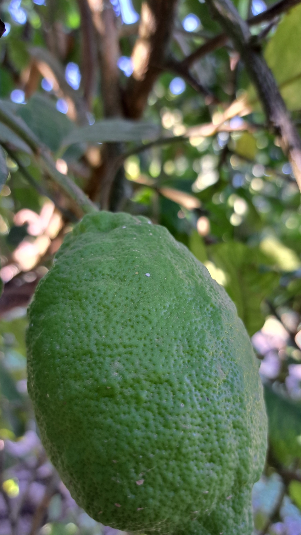 Piojo blanco en frutos