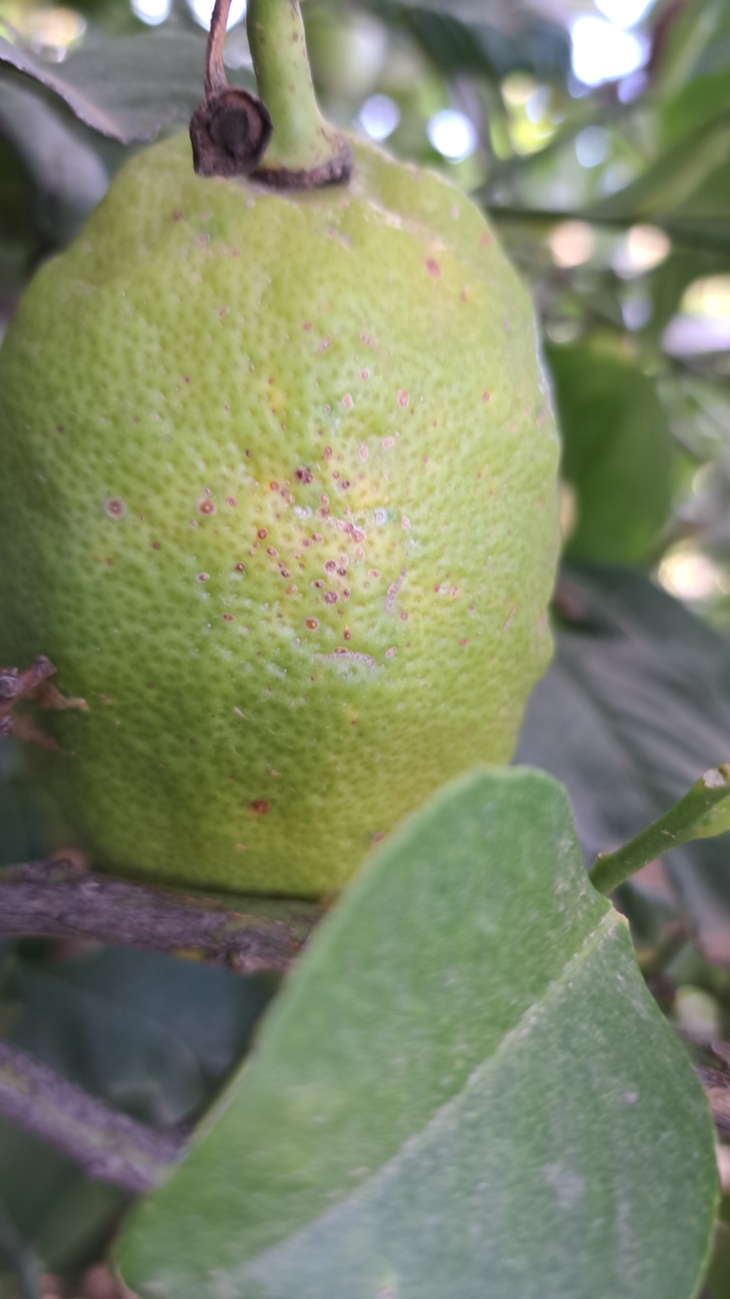 Fruto con piojo
