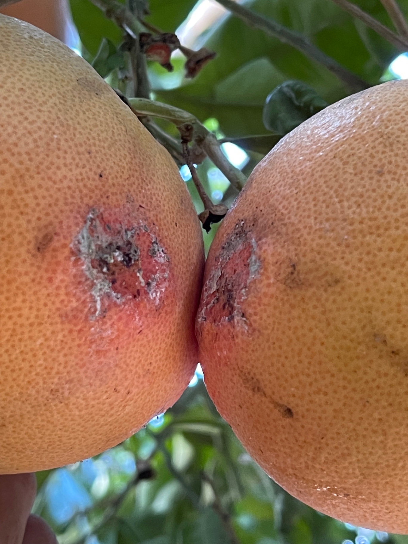 Image without description