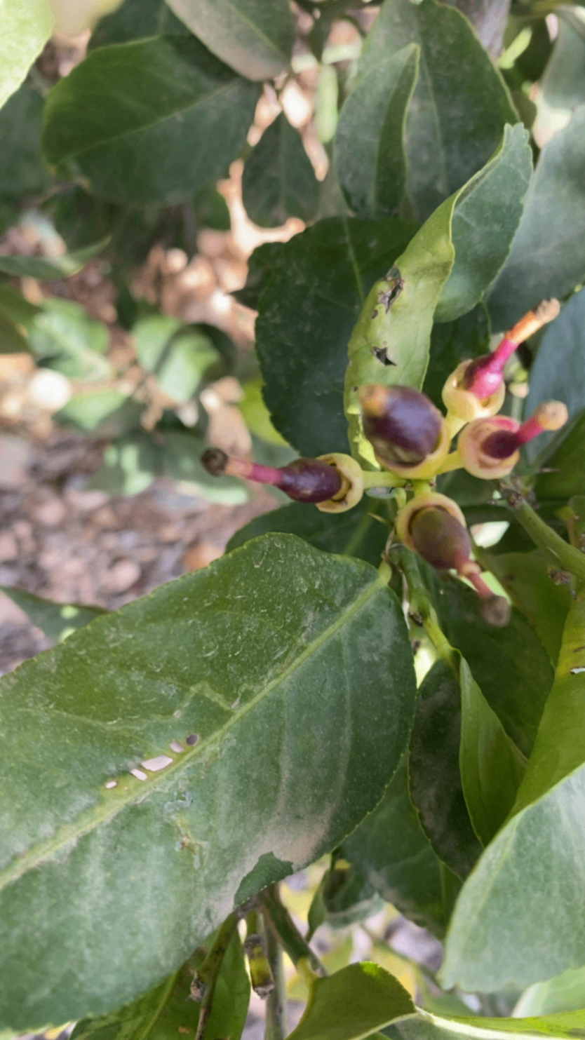 Aparición de nuevos frutos en formación sin daños aparentes