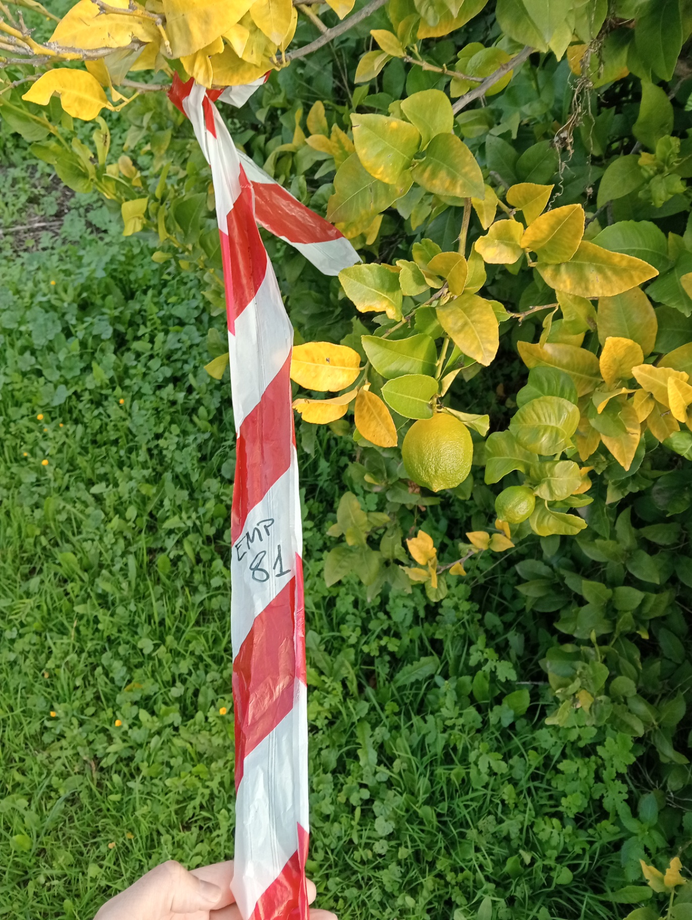 Image without description