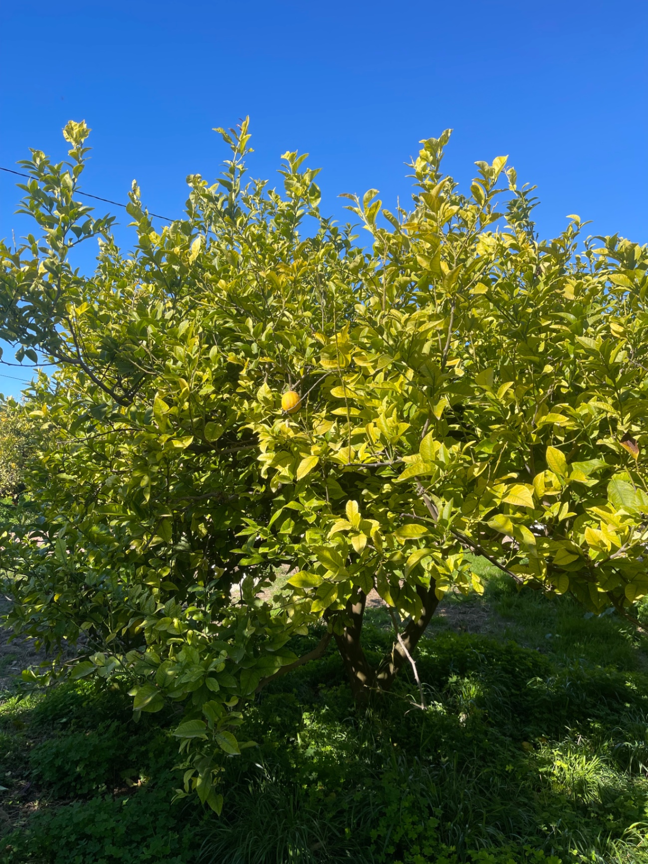 Image without description