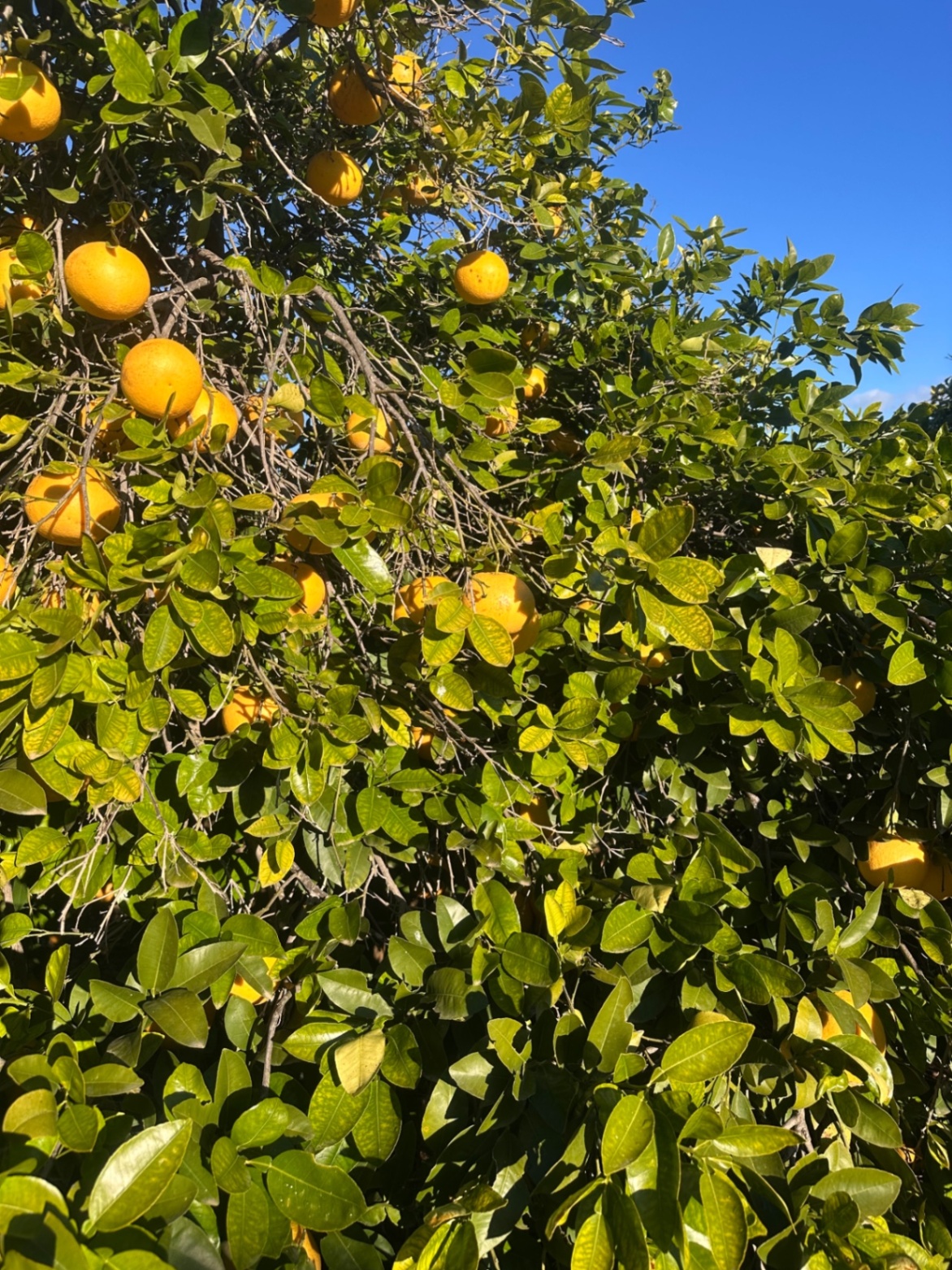 Pomelo