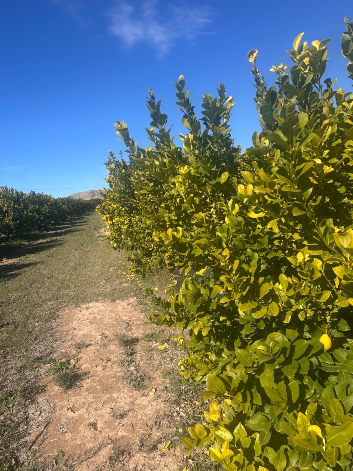 Limoneros