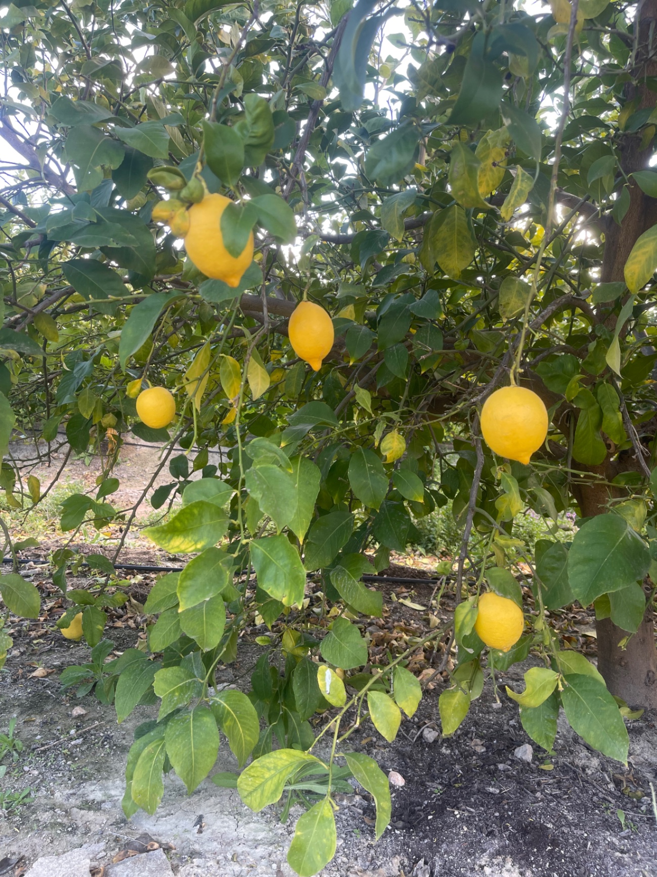 Image without description