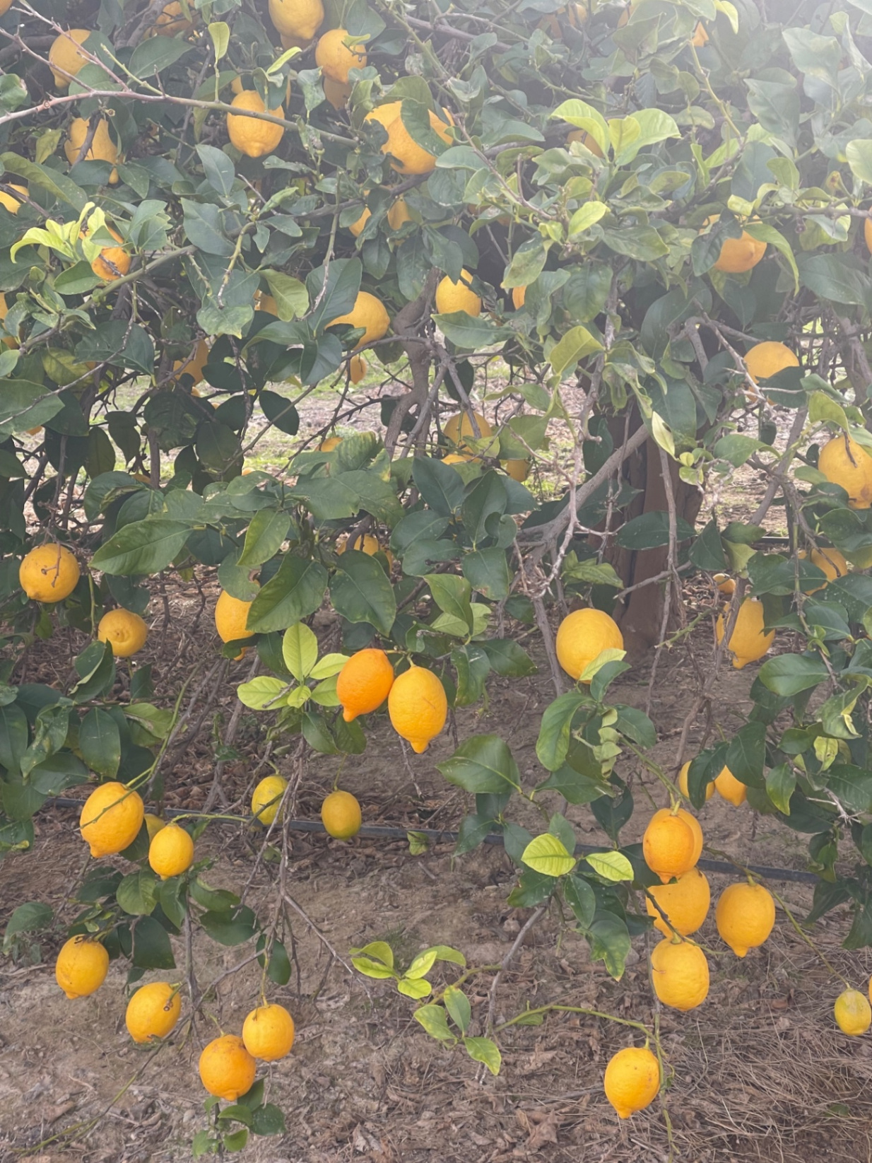 Limones listos para recolección