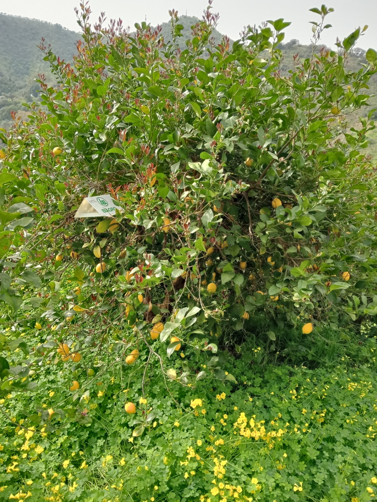 Image without description