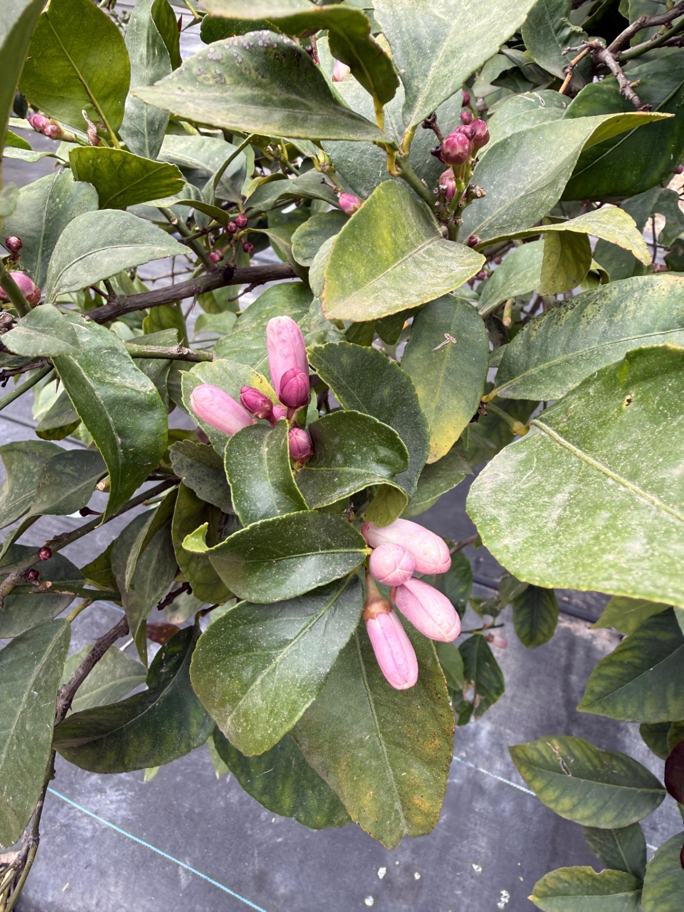 Inicio de la floración.