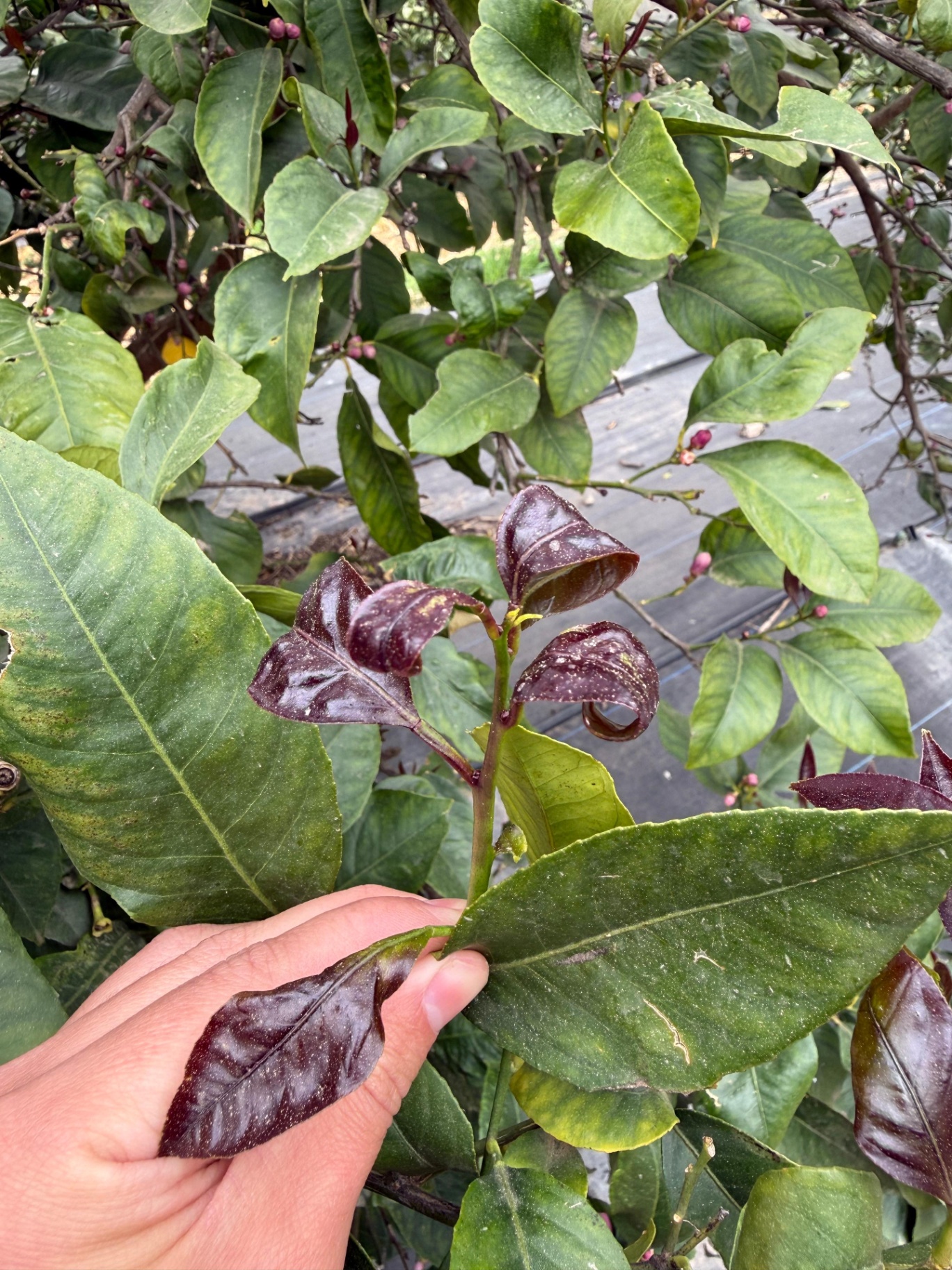 Daños de pulgón verde en una brotación nueva.