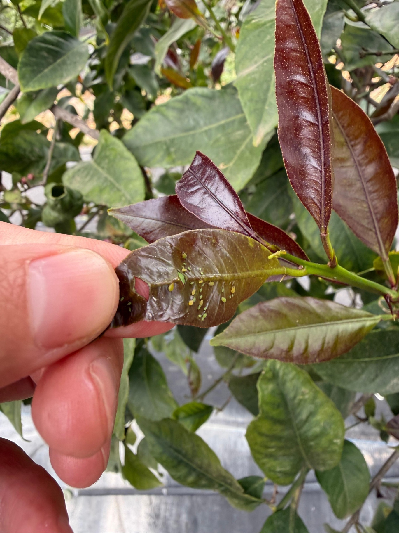 Pulgón verde en el envés de una hoja.