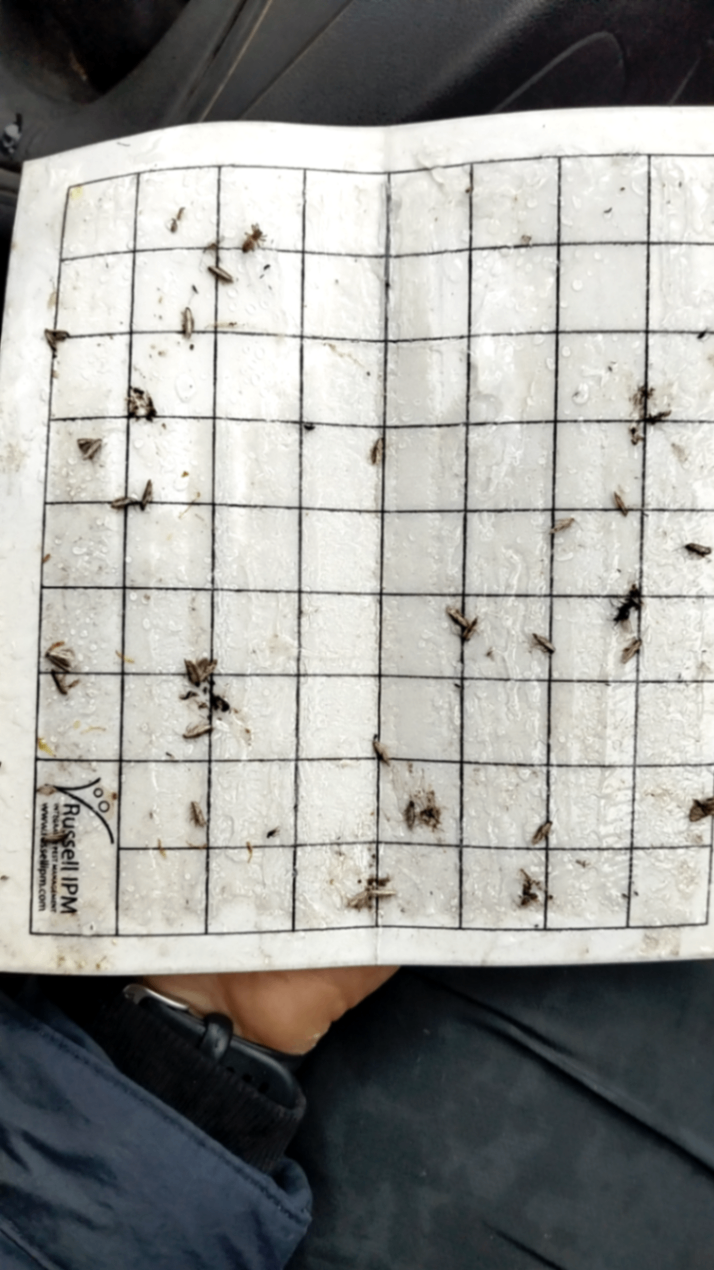 Image without description