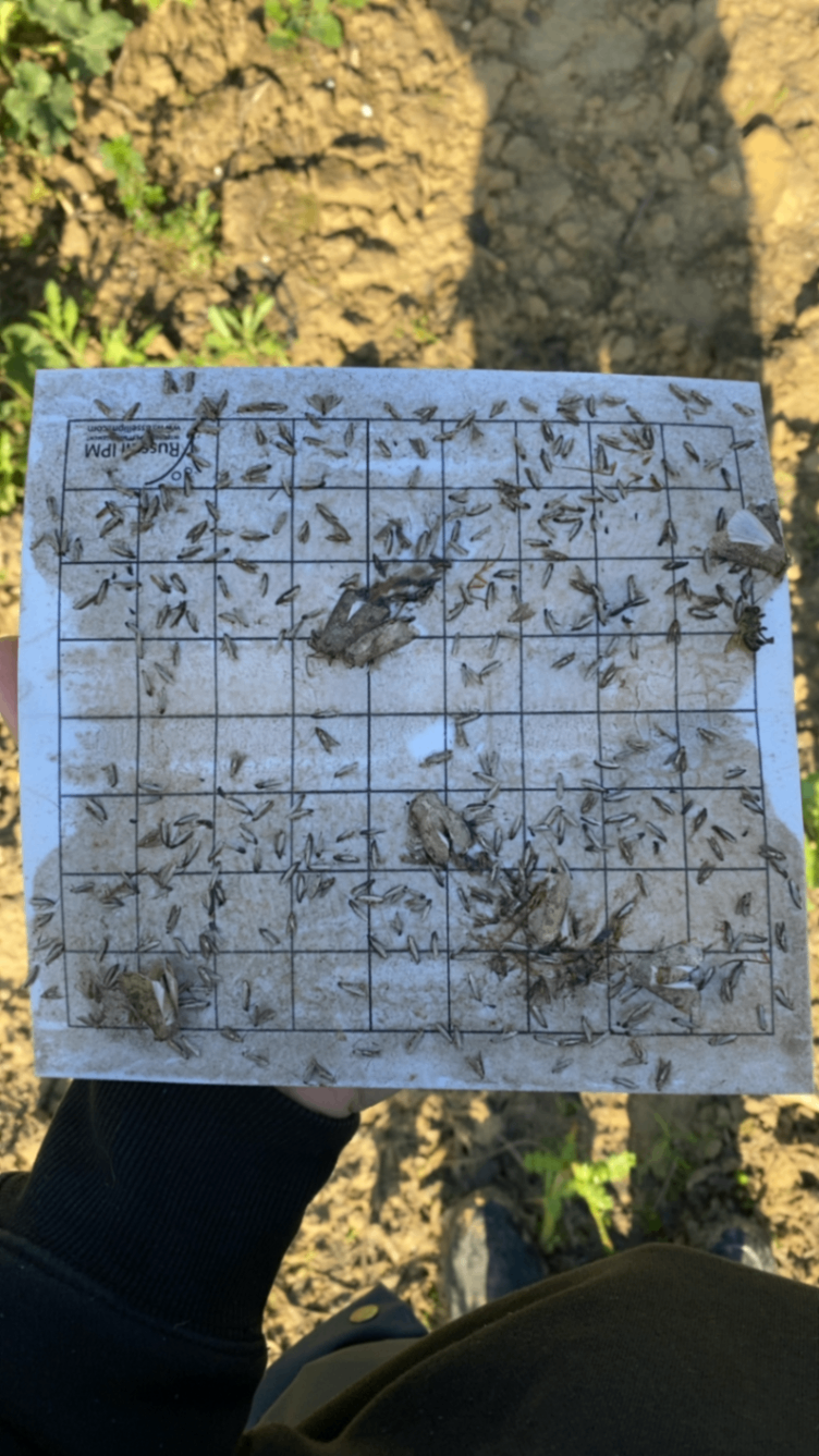 Image without description