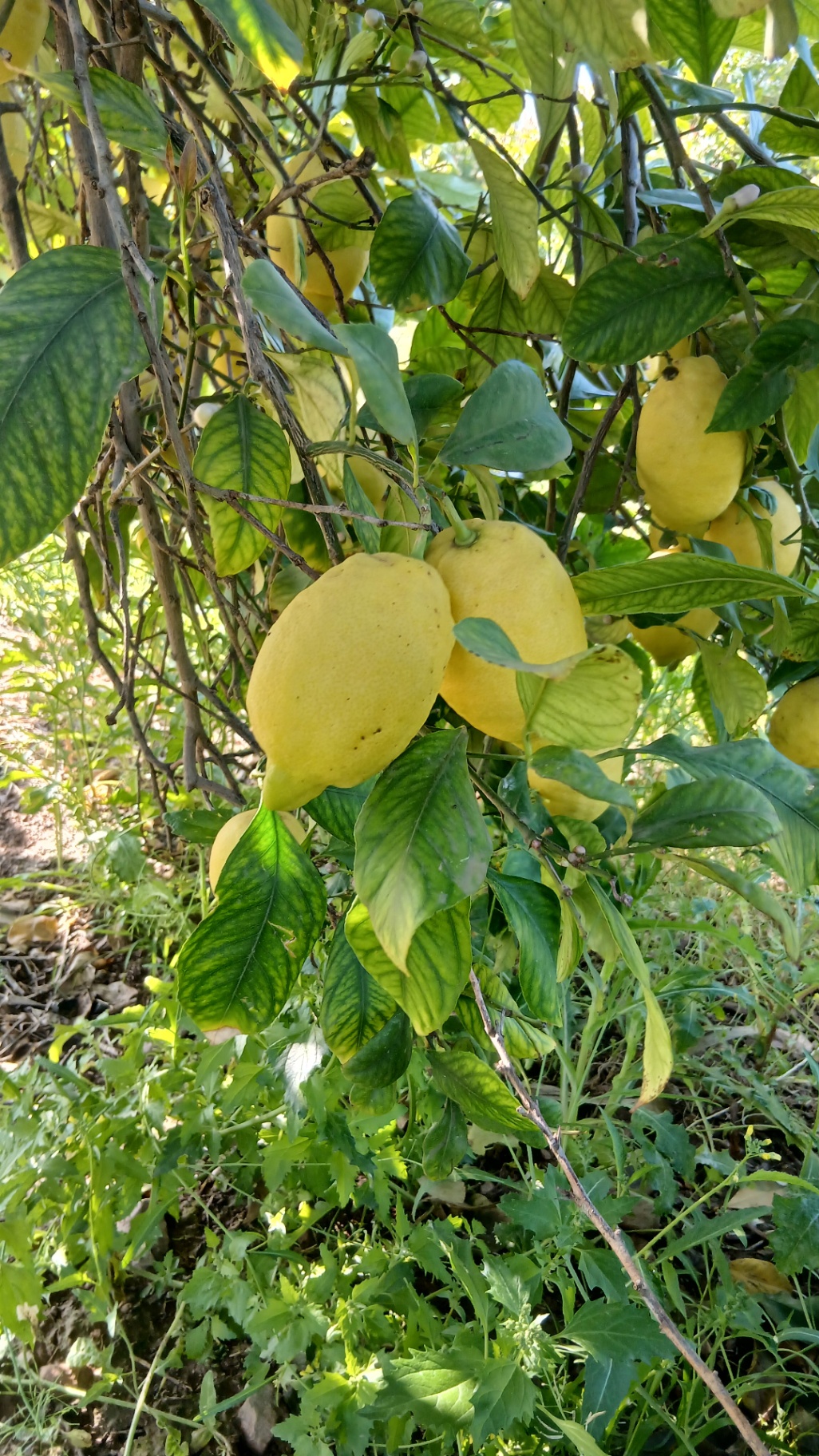Image without description