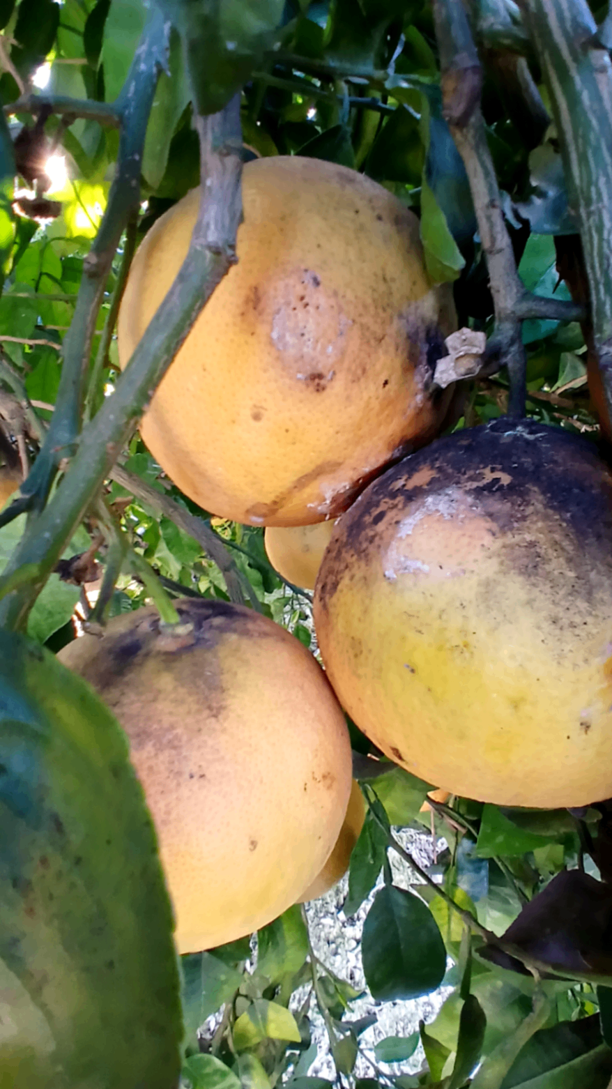 Frutos afectados por negrilla