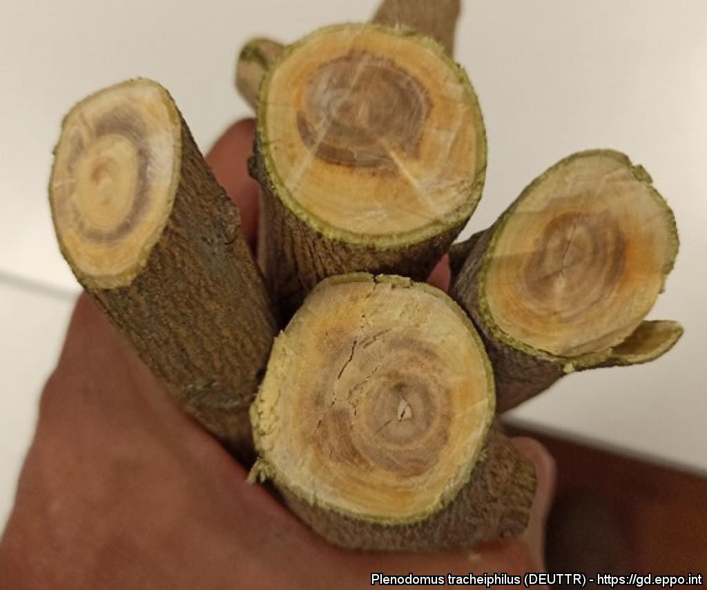 Detalle de daños en ramas adultas