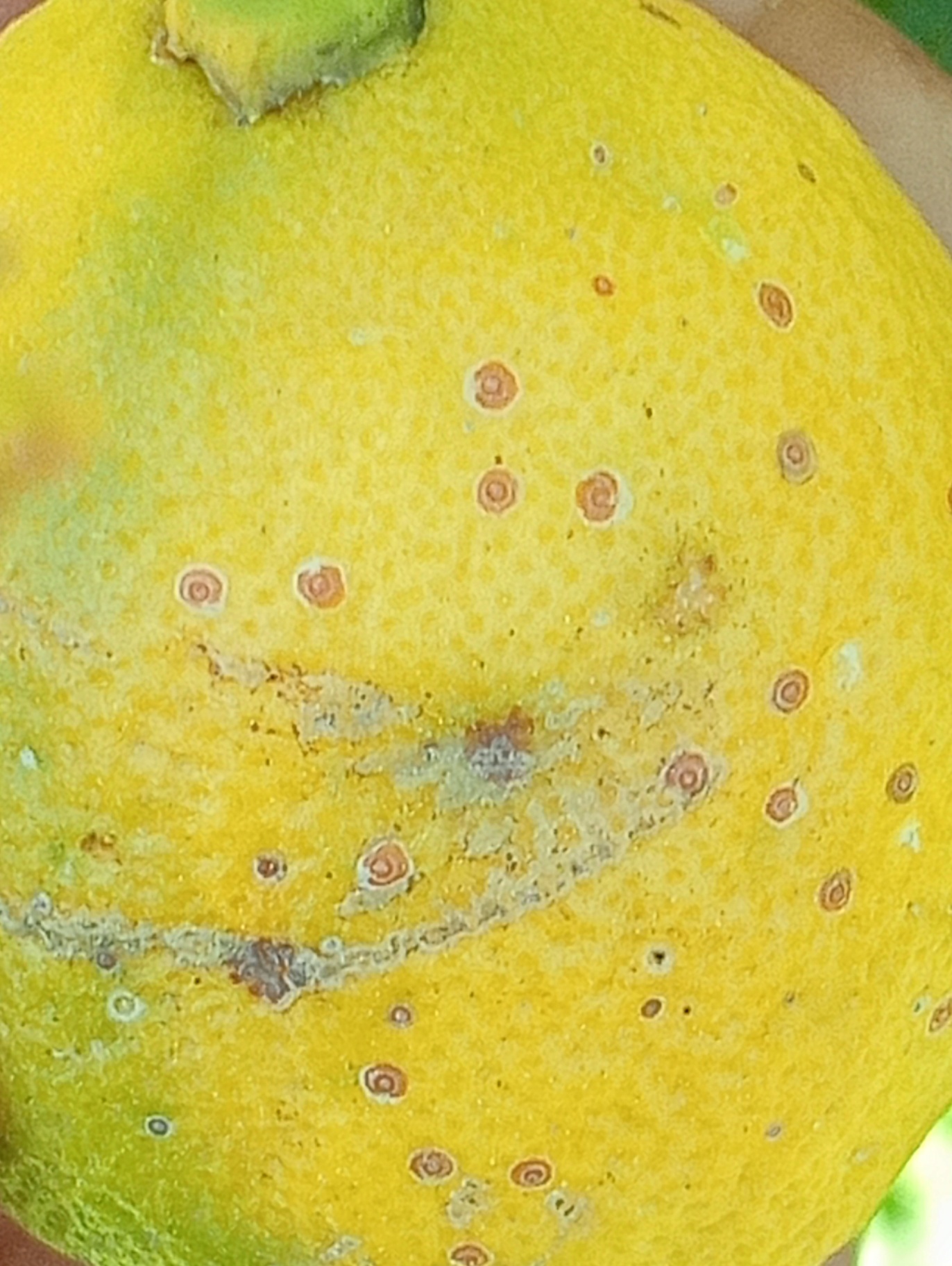 Image without description