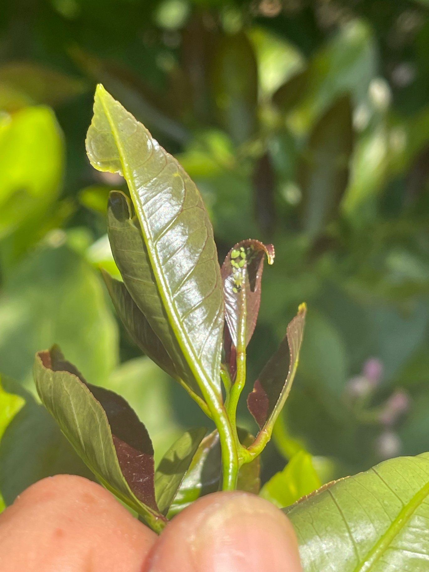 Image without description