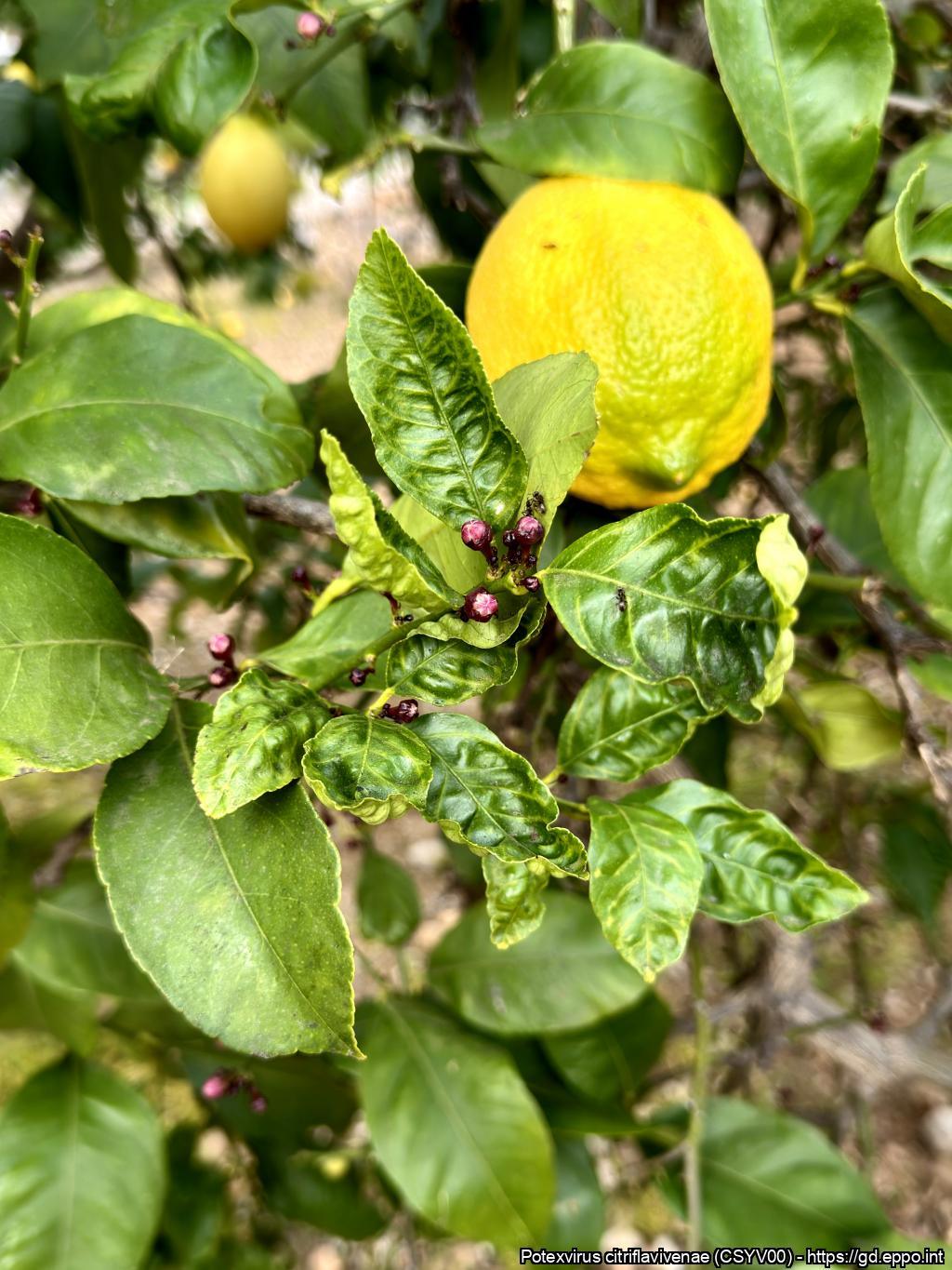 Image without description